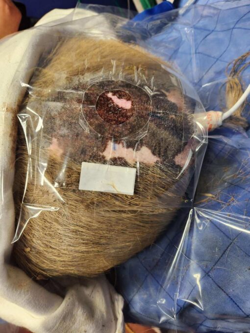 10-069 Drape, Epidural Veterinary Sterile Translucent w/ Adj Fenestration 24x24” - Image 3